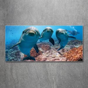 Foto obraz sklo tvrzené Delfíny osh-119968154