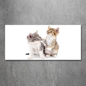 Foto obraz fotografie na skle Dvě malé kočky osh-120060855