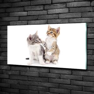 Foto obraz fotografie na skle Dvě malé kočky osh-120060855