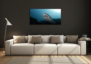 Fotoobraz na skle Velký žralok osh-120086004