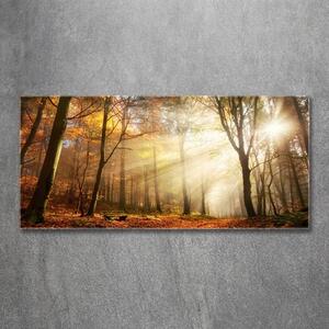 Foto obraz sklo tvrzené Mlha v lese osh-120624836