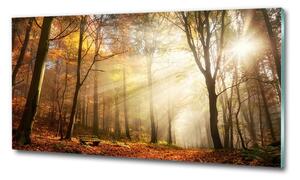 Foto obraz sklo tvrzené Mlha v lese osh-120624836