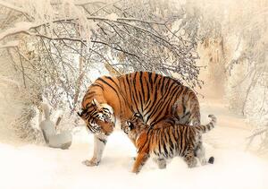 Fototapeta - Tygři na sněhu (152,5x104 cm)