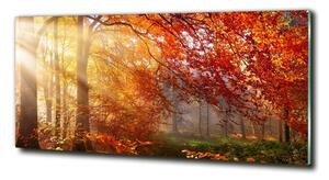 Foto obraz fotografie na skle Podzimní les osh-122248477
