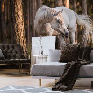Fototapeta - Bílý kůň v lese (152,5x104 cm)