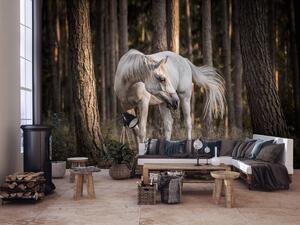 Fototapeta - Bílý kůň v lese (254x184 cm)
