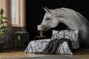 Fototapeta - Bílý kůň (152,5x104 cm)