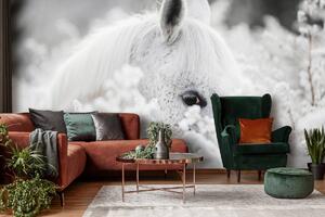 Fototapeta - Bílý kůň na sněhu (254x184 cm)