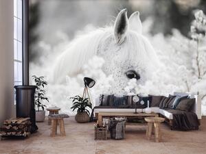 Fototapeta - Bílý kůň na sněhu (152,5x104 cm)