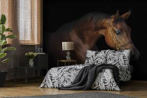 Fototapeta - Hnědý kůň na černém pozadí (152,5x104 cm)