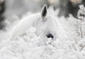 Fototapeta - Bílý kůň na sněhu (254x184 cm)