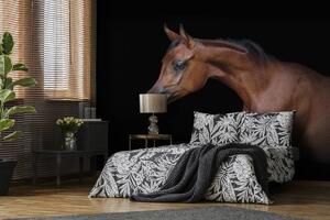 Fototapeta - Hnědý kůň na černém pozadí (254x184 cm)