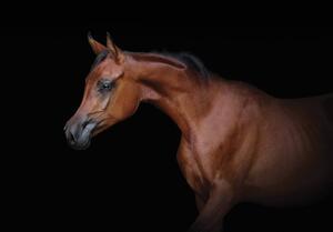 Fototapeta - Hnědý kůň na černém pozadí (152,5x104 cm)