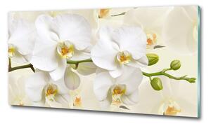 Fotoobraz na skle Orchidej osh-123330197