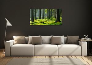 Fotoobraz na skle Smrkový les osh-124579847