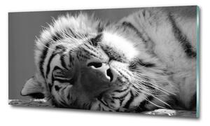 Foto obraz sklo tvrzené Spící tygr osh-125000206