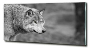 Foto obraz fotografie na skle Šedý vlk osh-125421387