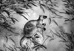 Fototapeta - Černobílý klokan (152,5x104 cm)