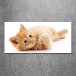 Foto obraz sklo tvrzené Červená kočka osh-126034635