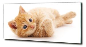 Foto obraz sklo tvrzené Červená kočka osh-126034635