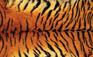 Fototapeta - Tygří vzor (152,5x104 cm)