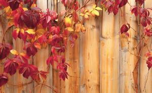 Fototapeta - Podzimní listí (152,5x104 cm)