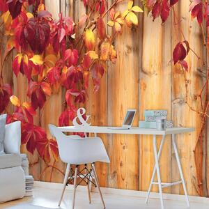 Fototapeta - Podzimní listí (152,5x104 cm)