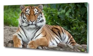 Fotoobraz na skle Tygr ussurijský osh-129133169