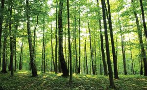 Fototapeta - Zelený les (254x184 cm)