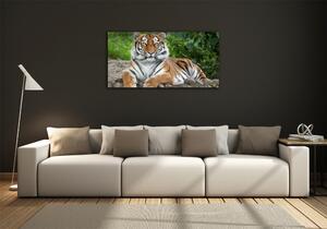 Fotoobraz na skle Tygr ussurijský osh-129133169