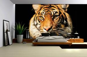 Fototapeta - Majestátný tygr (152,5x104 cm)