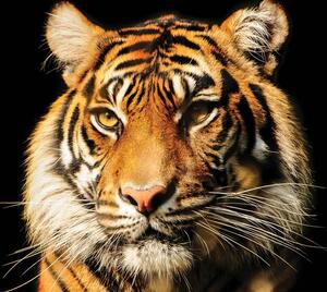 Fototapeta - Majestátný tygr (152,5x104 cm)