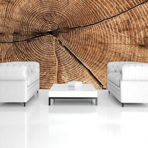 Fototapeta - Průřez kmenem stromů (152,5x104 cm)