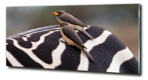 Foto obraz sklo tvrzené Ptáci a zebra osh-133933149