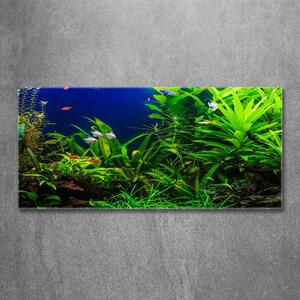 Foto obraz skleněný horizontální Ryby v akvárium osh-134899248