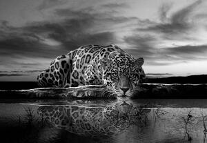 Fototapeta - Plíživý Jaguar v černobílé (254x184 cm)