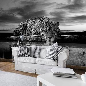 Fototapeta - Plíživý Jaguar v černobílé (152,5x104 cm)