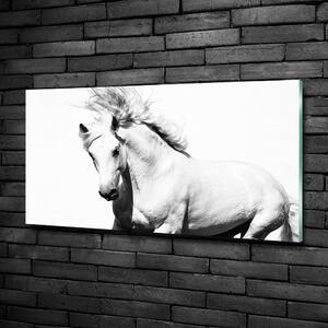 Foto-obraz fotografie na skle Bílý kůň osh-14270832