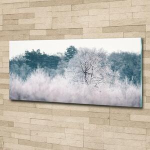 Foto obraz sklo tvrzené Stromy zimou osh-142936706