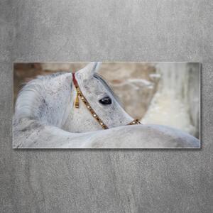 Fotoobraz na skle Bílý arabský kůň osh-143185113
