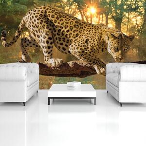Fototapeta - Jaguar Forest Woods (254x184 cm)