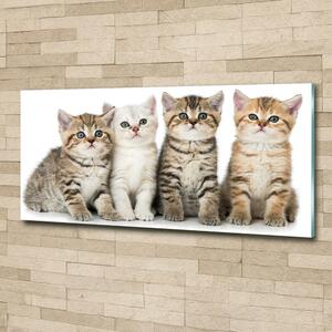 Fotoobraz na skle Malé kočky osh-159885002