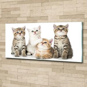 Foto obraz fotografie na skle Malé kočky osh-162169974