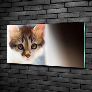 Foto obraz fotografie na skle Malá kočka osh-162385240