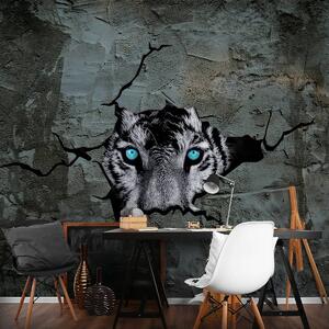 Fototapeta - Tygr s modrýma očima (152,5x104 cm)