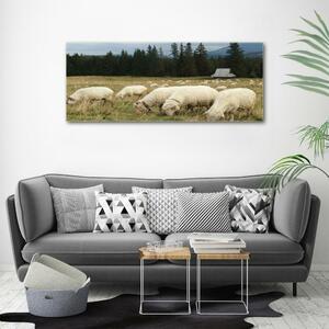 Fotoobraz na skle Pasící se ovce osh-197671747