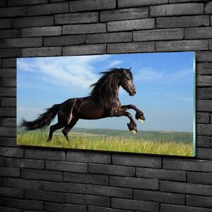 Moderní skleněný obraz z fotografie Černý kůň na louce osh-26473191