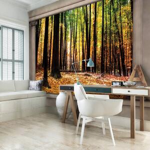 Fototapeta - Podzimní les (152,5x104 cm)