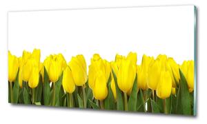 Foto obraz sklo tvrzené Žluté tulipány osh-2665979