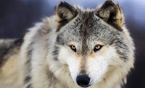 Fototapeta - Sněžný vlk (152,5x104 cm)